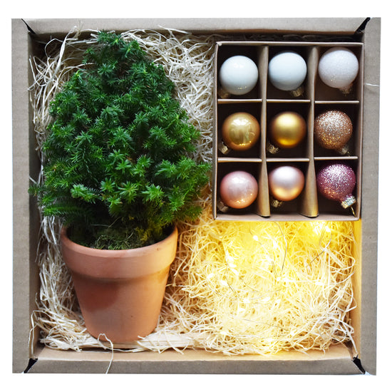 Miniweihnachtsbaum Geschenkbox